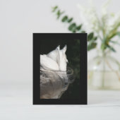 Arabian Horse Slick Postkarte (Stehend Vorderseite)