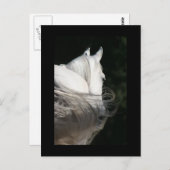 Arabian Horse Slick Postkarte (Vorne/Hinten)