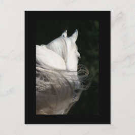 Arabian Horse Slick Postkarte