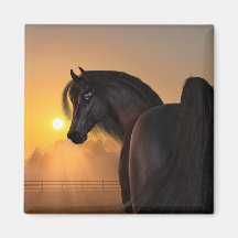 Arabian Horse Sunrise