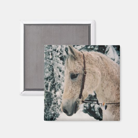 Arabian Mix Magnet (Vorderseite/Rückseite)