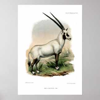 Arabian Oryx Poster