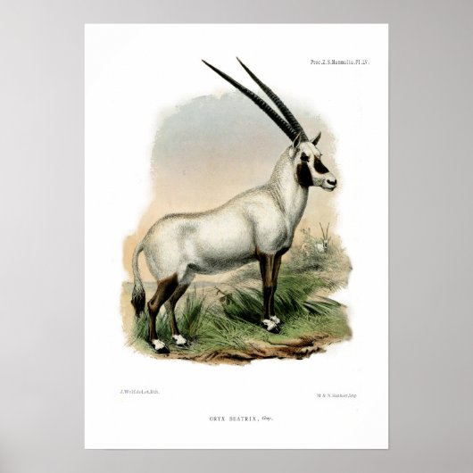 Arabian Oryx Poster (Vorne)