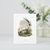 Arabian Oryx Postkarte (Stehend Vorderseite)