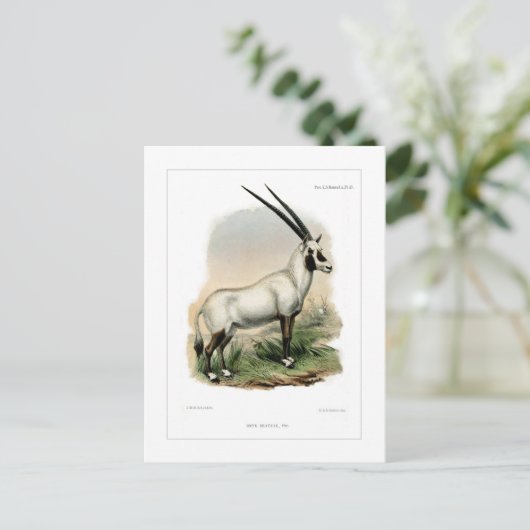 Arabian Oryx Postkarte (Stehend Vorderseite)