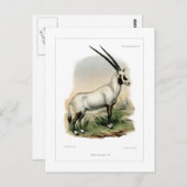 Arabian Oryx Postkarte (Vorne/Hinten)