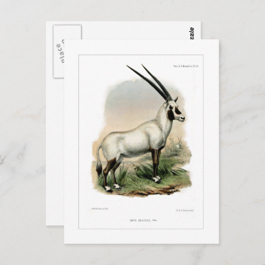 Arabian Oryx Postkarte (Vorne/Hinten)