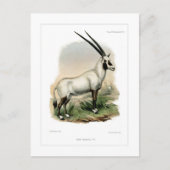 Arabian Oryx Postkarte (Vorderseite)
