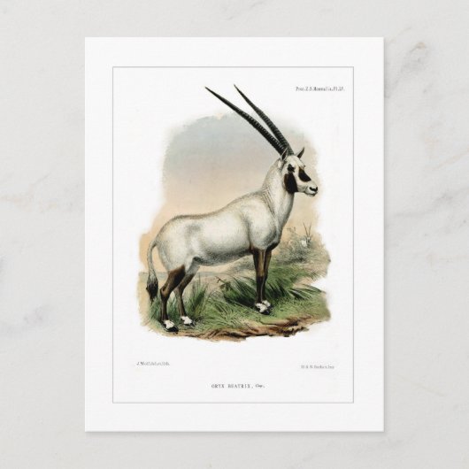 Arabian Oryx Postkarte (Vorderseite)