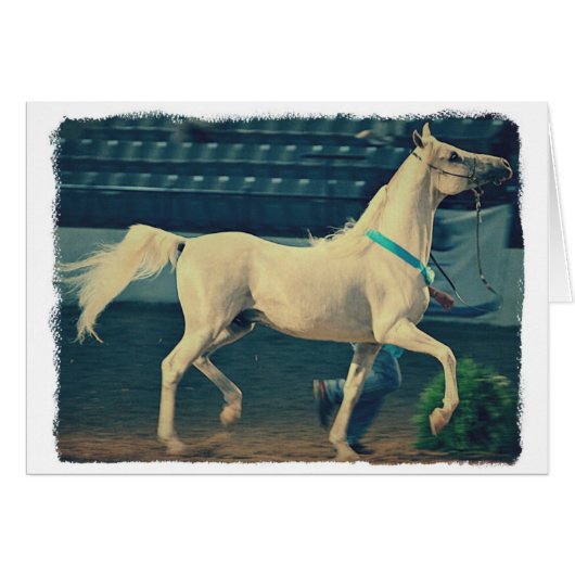 Arabian Show Horse (Vorderseite (Horizontal))