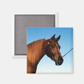 Arabian Show Horse Magnet (Vorderseite/Rückseite)