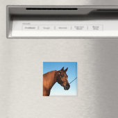Arabian Show Horse Magnet (In Situ (Geschirrspüler))