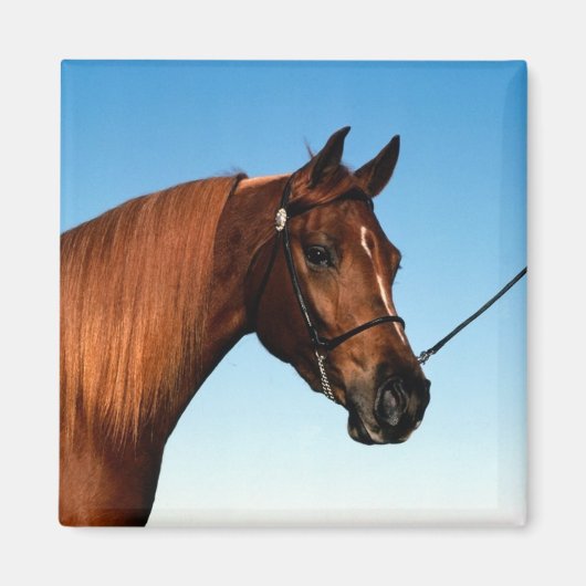 Arabian Show Horse Magnet (Vorne)