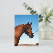 Arabian Show Horse Postkarte (Stehend Vorderseite)
