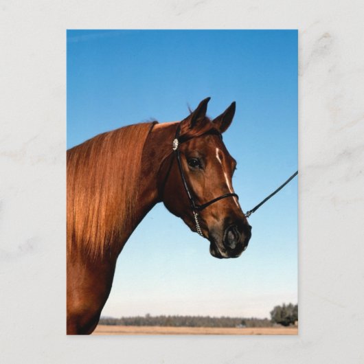 Arabian Show Horse Postkarte (Vorderseite)