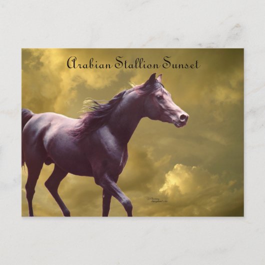 Arabian Stallion Stormy Sunset Postcard Postkarte (Vorderseite)