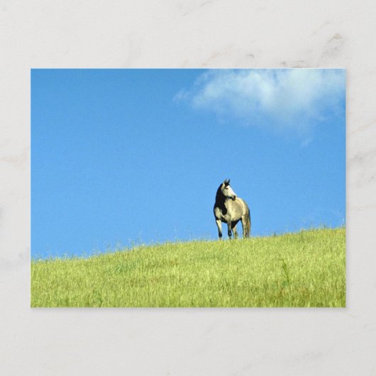 Arabian Stute, Victoria, Australien Postkarte (Vorderseite)