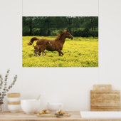 Arabianischer Fohlen und Stute durchlaufen Poster (Küche)