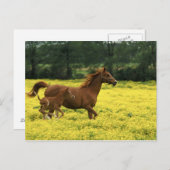 Arabianischer Fohlen und Stute durchlaufen Postkarte (Vorne/Hinten)