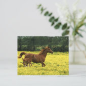 Arabianischer Fohlen und Stute durchlaufen Postkarte (Stehend Vorderseite)