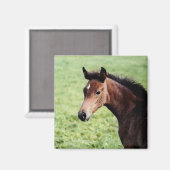 Arabianischer Fotopmagnet Magnet (Vorderseite/Rückseite)