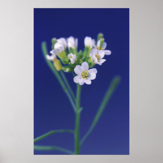 Arabidopsis Thaliana Blume Poster (Vorne)