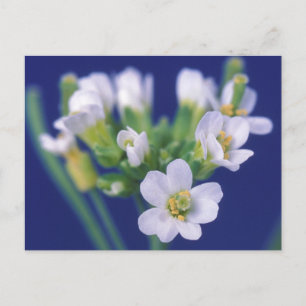Arabidopsis Thaliana Blume Postkarte