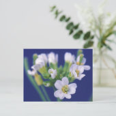 Arabidopsis Thaliana Blume Postkarte (Stehend Vorderseite)