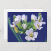 Arabidopsis Thaliana Blume Postkarte (Vorne/Hinten)