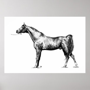 Arabisch in Pen und Ink Poster