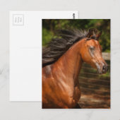 Arabische Bucht Postkarte (Vorne/Hinten)