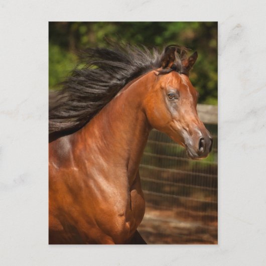 Arabische Bucht Postkarte (Vorderseite)