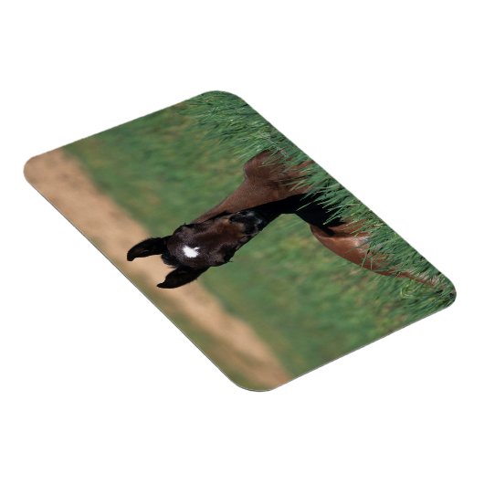 Arabische Fohlen ablegen Magnet (Rechte Seite)