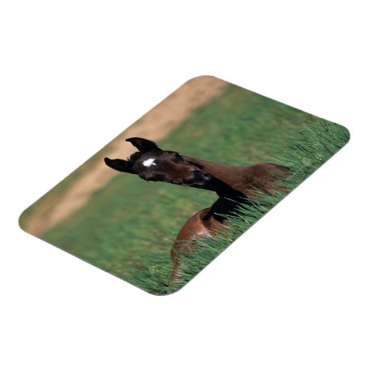 Arabische Fohlen ablegen Magnet (Linke Seite)