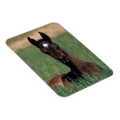 Arabische Fohlen ablegen Magnet (Rechte Seite)