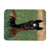 Arabische Fohlen ablegen Magnet (Horizontal)