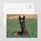 Arabische Fohlen ablegen Postkarte (Vorne/Hinten)