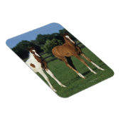 Arabische Fohlen auf Grassy Field Stehend Magnet (Rechte Seite)