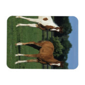 Arabische Fohlen auf Grassy Field Stehend Magnet (Horizontal)