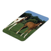 Arabische Fohlen auf Grassy Field Stehend Magnet (Linke Seite)