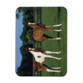 Arabische Fohlen auf Grassy Field Stehend Magnet (Vertikal)