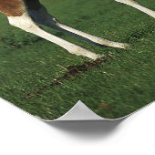 Arabische Fohlen auf Grassy Field Stehend Poster (Ecke)