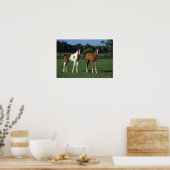 Arabische Fohlen auf Grassy Field Stehend Poster (Küche)