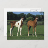 Arabische Fohlen auf Grassy Field Stehend Postkarte (Vorne/Hinten)