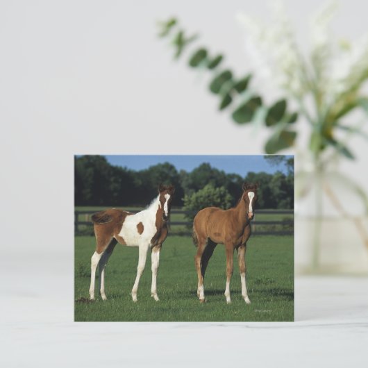 Arabische Fohlen auf Grassy Field Stehend Postkarte (Stehend Vorderseite)
