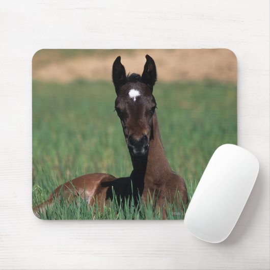 Arabische Fohlen-Niederlegung Mousepad (Mit Mouse)