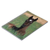 Arabische Fohlen-Niederlegung Notizblock (Linke Seite)