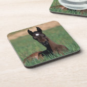 Arabische Fohlen-Niederlegung Untersetzer (Linke Seite)