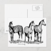 Arabische Pferde Postkarte (Vorne/Hinten)