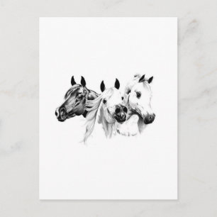Arabische Pferde Postkarte